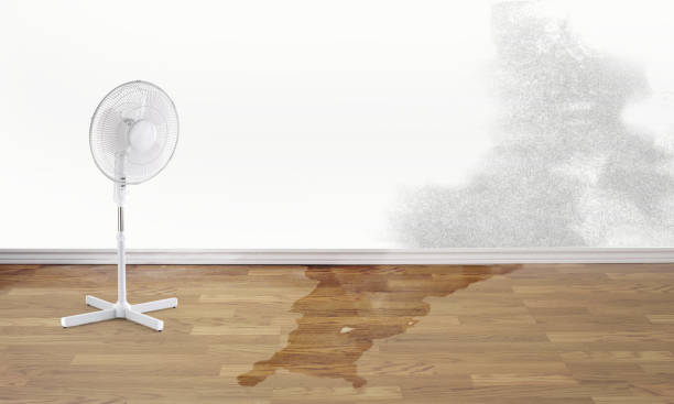 Best Water damage restoration near me  in Malone, FL